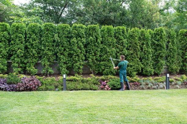 Best Lawn Disease Treatment  in Red Springs, NC